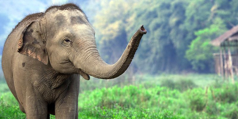 Les meilleurs sanctuaires et refuges d'éléphants en Thaïlande en 2024 - Respect des animaux
