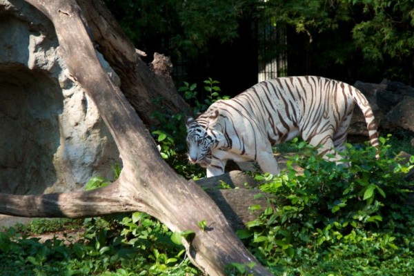 16 - Visiter le Zoo de Dusit