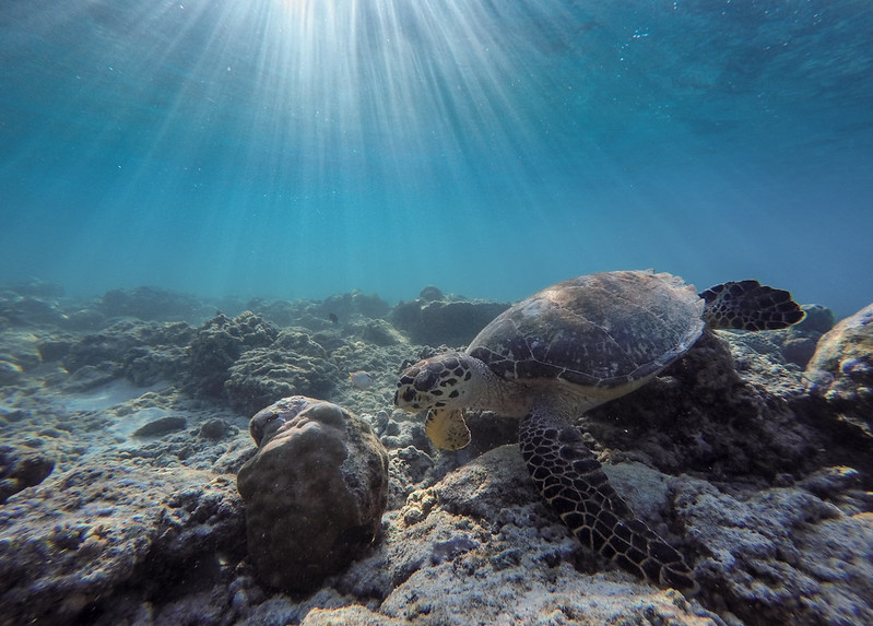 Gili Meno