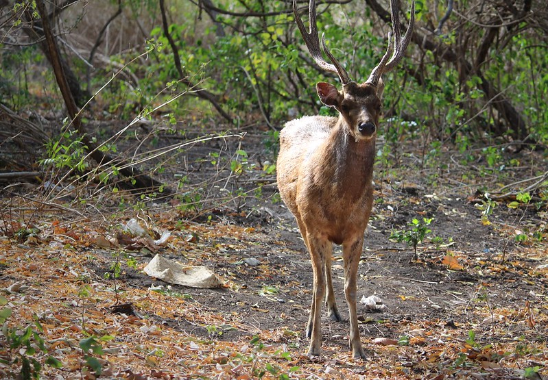 Menjangan cerf