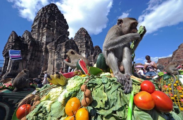 Le Monkey Festival en Thaïlande