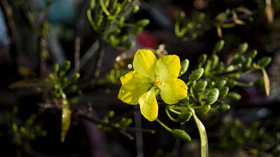 Tet fleurs jaunes