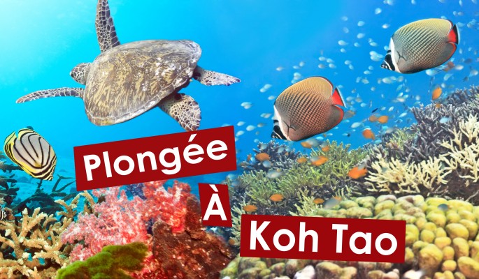 Plongée à Koh Tao - Thaïlande