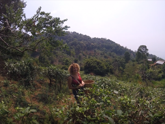 Les conseils de Bettina : Culture de thé à Chiang Mai