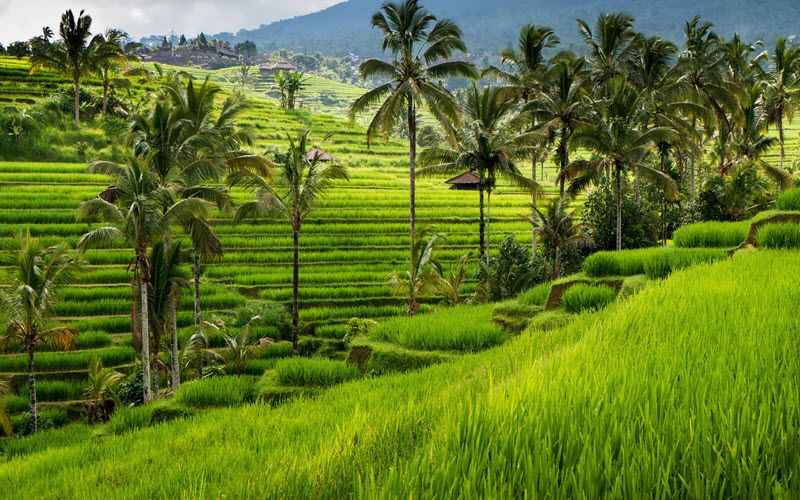 Où voir les plus belles rizières de Bali et d