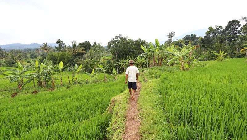 Les rizières de Bandongan sur l’île de Java