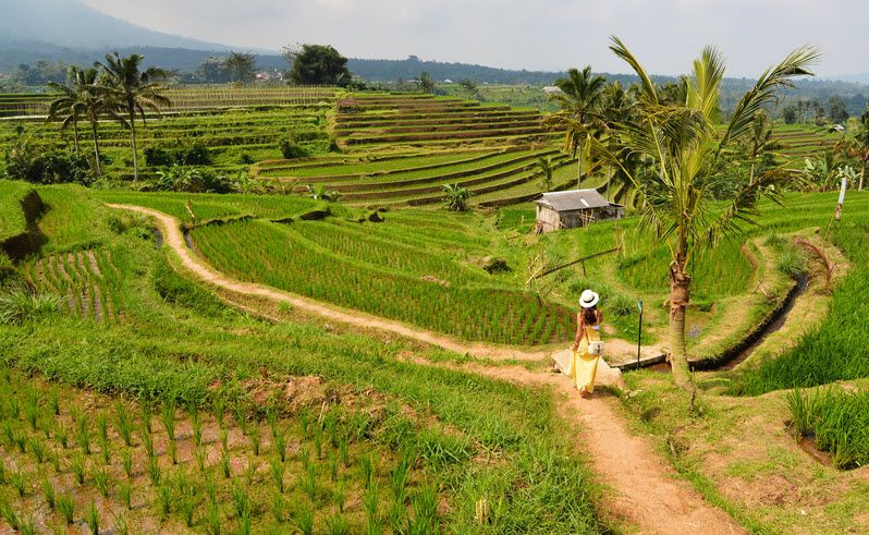 Les rizières de Jatiluwih à Bali