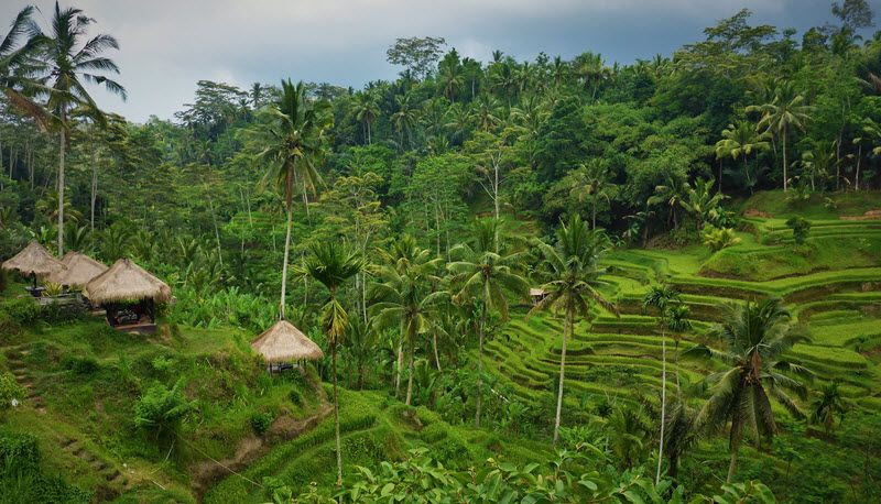 Les rizières de Tegalalang à Bali