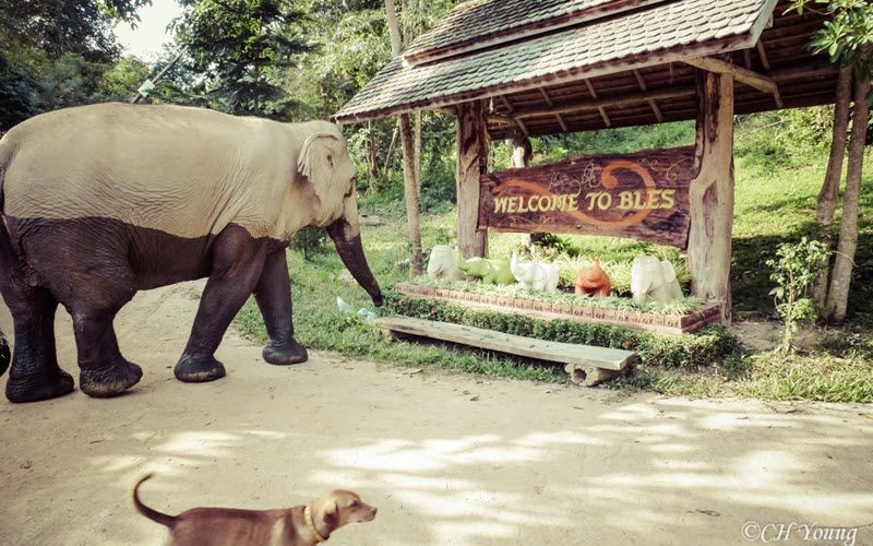 Sanctuaire d’éléphants à Sukhothaï en Thailande- Boon Lott’s Elephant Sanctuary (BLES) – 