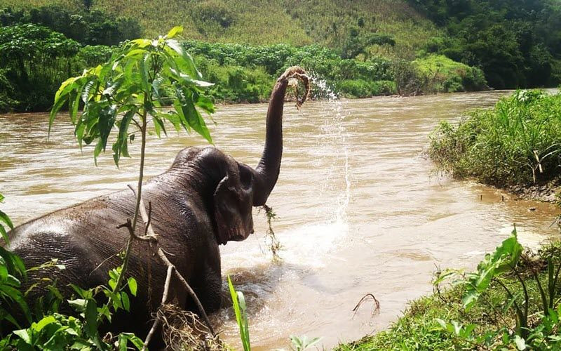 Le Sanctuaire d’éléphants de Burm et Emily (BEES) à Mae Cham en Thailande