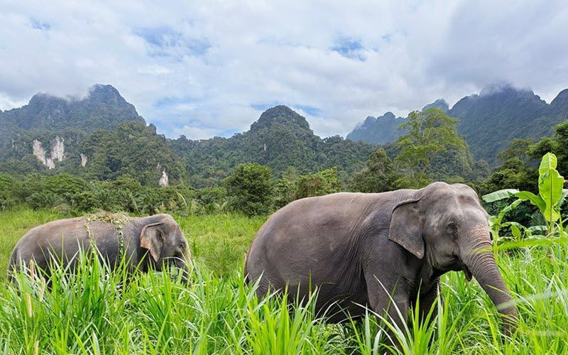 Sanctuaire d’éléphants à Khao Sok en Thailande - Elephant Hills 