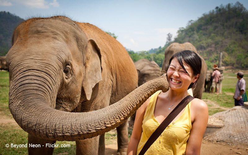 Sanctuaire d’éléphants à Chiang Mai en Thailande -  Elephant Nature Park