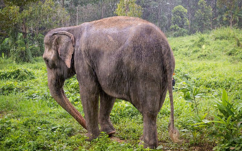 Sanctuaire des éléphants à Phuket en Thailande - Phuket Elephant Sanctuary