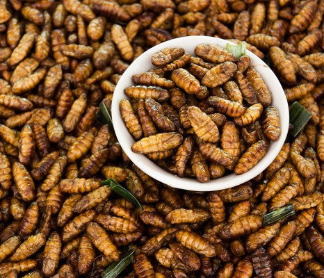 Insectes comestibles : Gastronomie : Thaïlande 