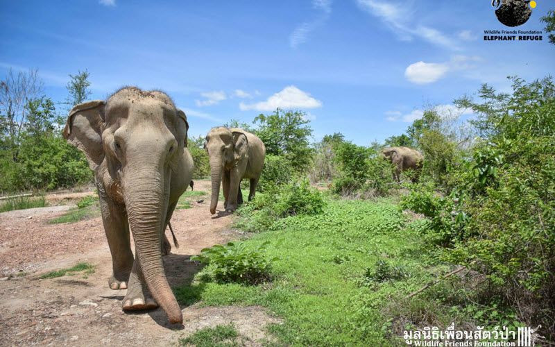 Refuge d’éléphants à Phetchaburi en Thailande - Wildlife Friends Foundation en Thaïlande (WFFT)