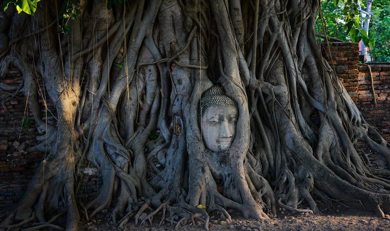 Tête du Bouddha au Wat Maha That à Ayutthaya