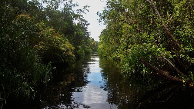 Le parc naturel de Tanjung Puting