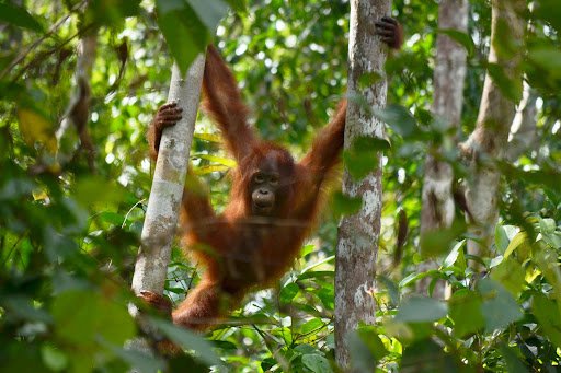 Le parc naturel de Tanjung Puting