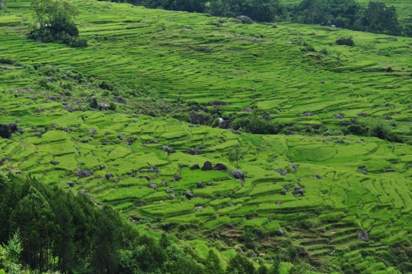 JOUR 3 : TANA TORAJA – LEMPO – TONGKONAN BUNTU – PALAWA – SANGKOMBONG - TORAJA 