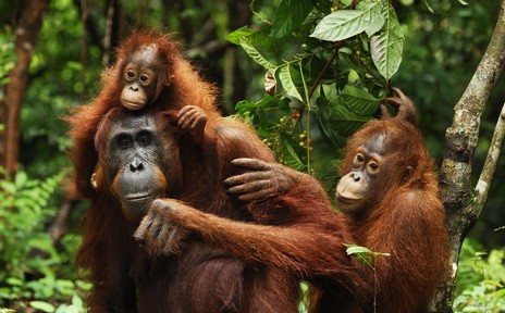 JOUR 4 : TANGKAHAN – TREKKING ORANG OUTAN -BUKIT LAWANG (PD-D-S)