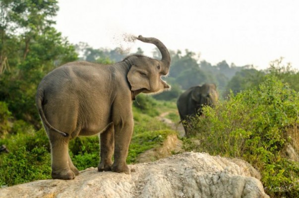 JOUR 3 : TANGKAHAN / GUNUNG LEUSER – TREKKING AU CAMP DES ELEPHANTS 