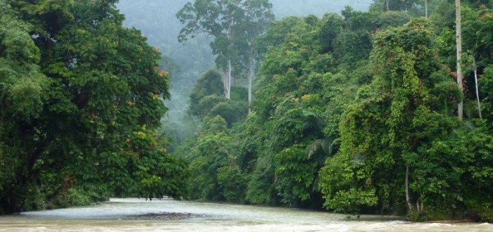 JOUR 2 : MEDAN - TANGKAHAN / GUNUNG LEUSER