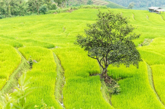 Jour 3 : PAI – CHIANG MAI (P.dej/-/-)