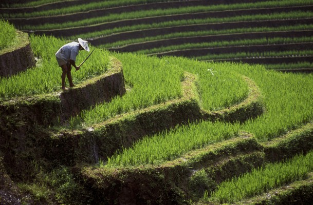 Jour 2 - Ubud : Dans les rizières de Bali