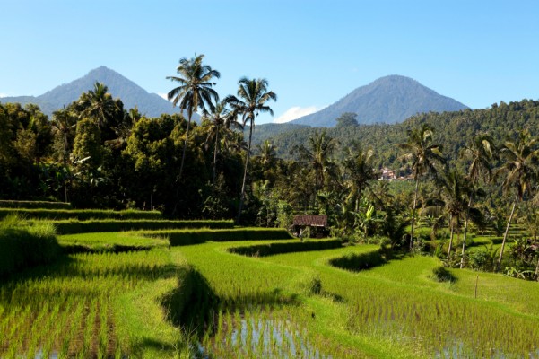 Jour 4 - Ubud - Jatiluwih - Batukaru - Bedugul - Munduk 