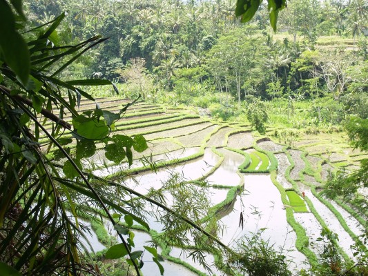 Jour 1 : Arrivée à Denpasar - Ubud