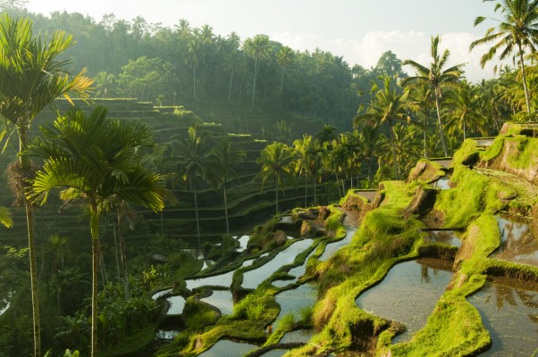 Jour 5 - Ubud : Le Bali authentique et nature