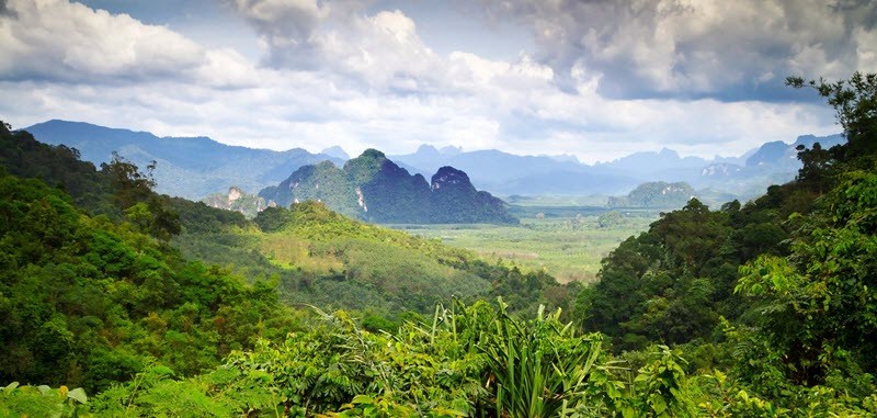 Jour 6 : Les secrets de la forêt tropicale de Khao Sok