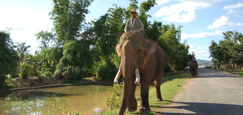 Jour 11 : Rencontre avec les éléphants