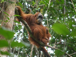 Séjour en immersion sur l'île de Sumatra au coeur de la Nature