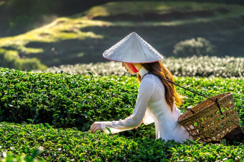 Vietnam : une destination de choix pour les amoureux du voyage