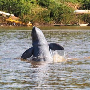 1-Day-Kratie-Lifestyle-Local-Productions-Dolphin-Watching-5 1-Day-Kratie-Lifestyle-Local-Productions-Dolphin-Watching-5