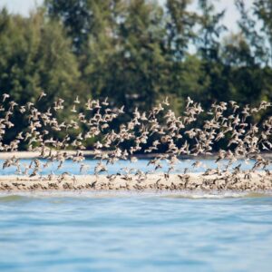nature-at-koh-libong nature-at-koh-libong