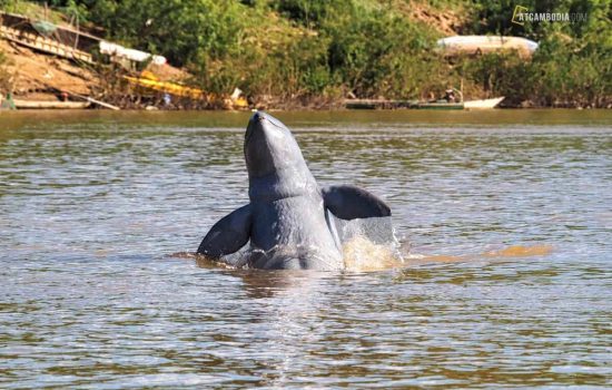 1-Day-Kratie-Lifestyle-Local-Productions-Dolphin-Watching-5