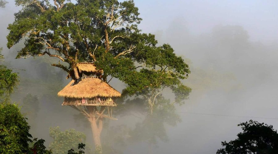 Gibbon Experience treehouses