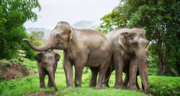 a-beautiful-elephant