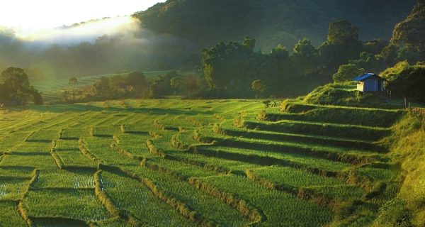 Rice Terrace in Ban Mae Klang Luang Village, Chiang Mai