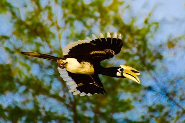 Koh Phra Thong is listed as an Important Bird Area by Bird Life International.