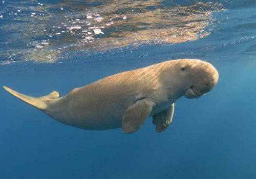 Koh Libong - Dugong