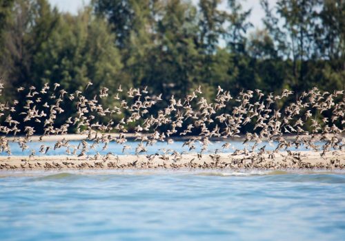 nature-at-koh-libong
