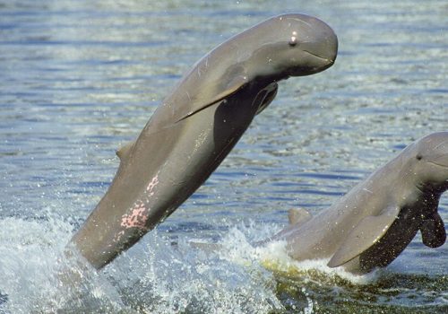 naturepl_com_roland_seitre_wwf_captive_irrawaddy_dolphins_leaping_thailand-copy-edited